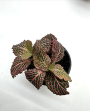 Pink Veined Nerve Plant – Fittonia albivenis 4" Pot