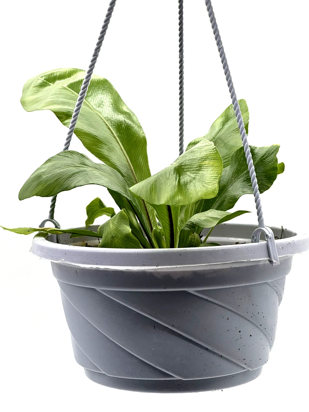 Asplenium nidus - Bird's Nest Fern – 5-Inch Pot – Default Title