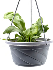 Asplenium nidus - Bird's Nest Fern – 5-Inch Pot – Default Title