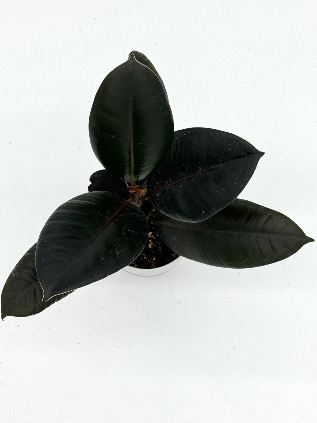 Rubber Plant in Self-Watering Pot - Ficus Elastica