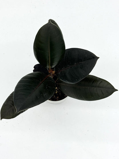 Rubber Plant in Self-Watering Pot - Ficus Elastica
