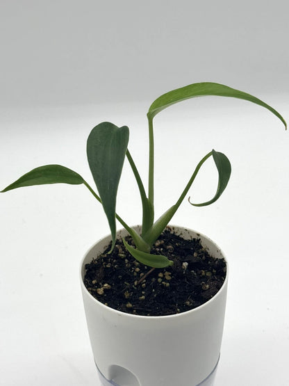 Monstera Burle Marx Flame - 4&quot; Self-Watering Pot