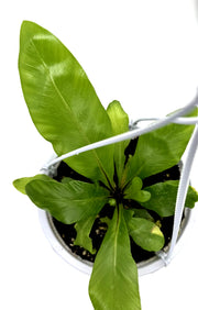 Asplenium nidus - Bird's Nest Fern – 5-Inch Pot