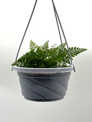 Davallia fejeensis - Rabbit's Foot Fern – 5-Inch Pot – Default Title