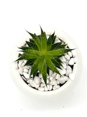 Aristaloe aristata 'Lace Aloe' – 4-Inch Pot – Nursery pot / 4" Pot