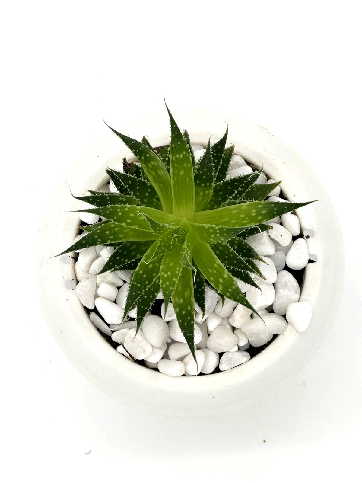 Aristaloe aristata &