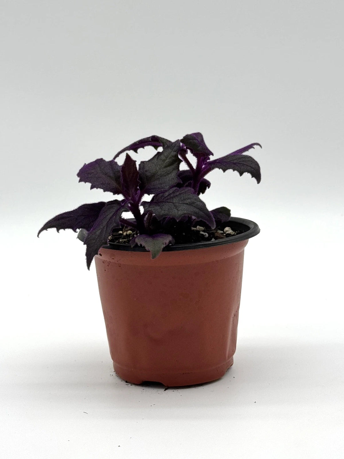 Gynura aurantiaca &