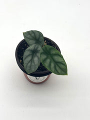 Alocasia Silver Dragon – 4-Inch Pot