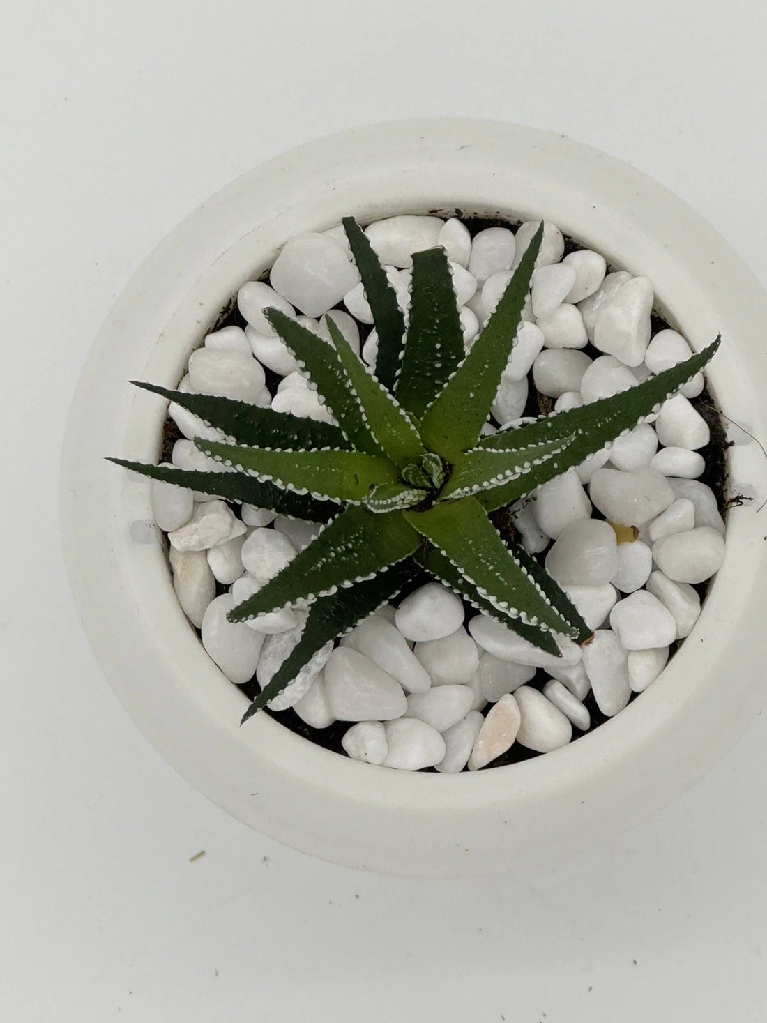 Succulent Haworthia attenuata Zebra