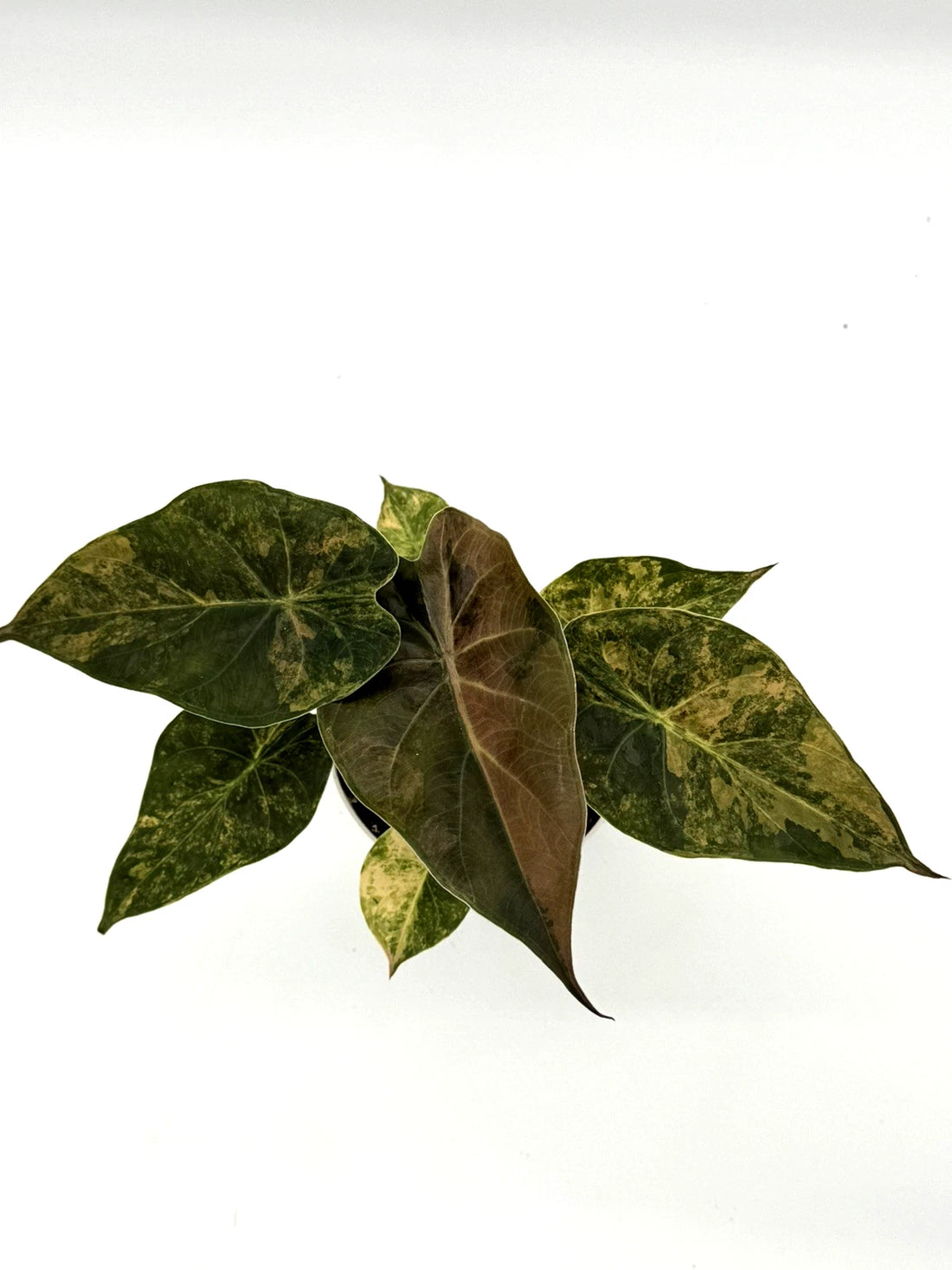Alocasia wentii Variegated - Premium Giant Elephant Ear