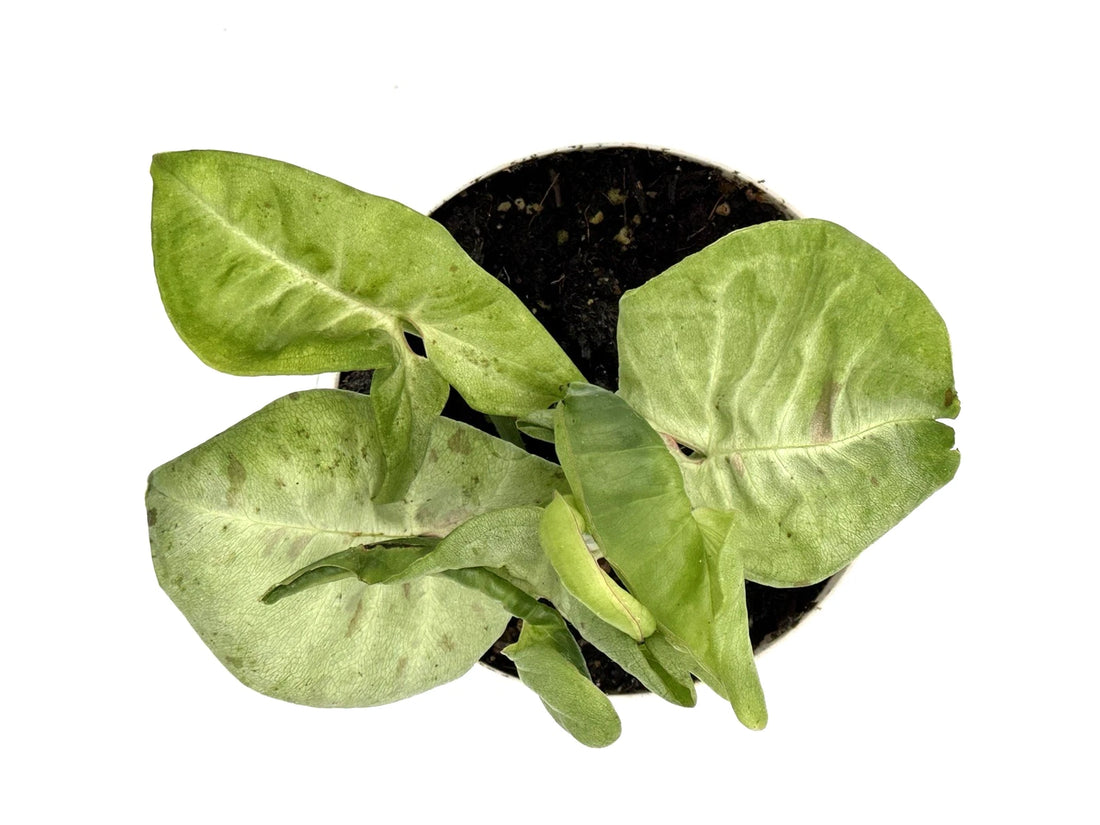 Syngonium Milk Confetti