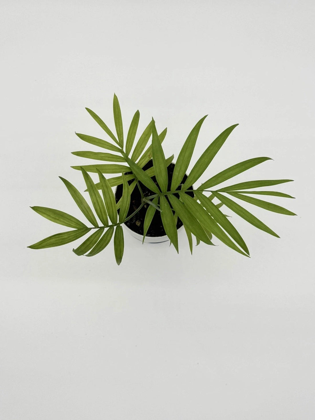 Parlor Palm - Chamaedorea elegans (4&quot; Self-Watering Pot)