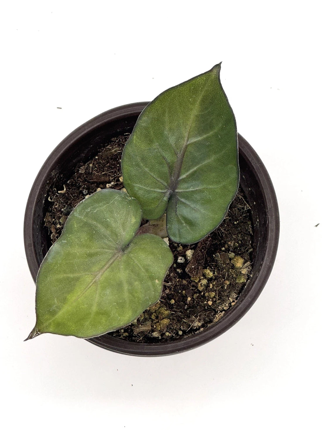 Alocasia Wentii