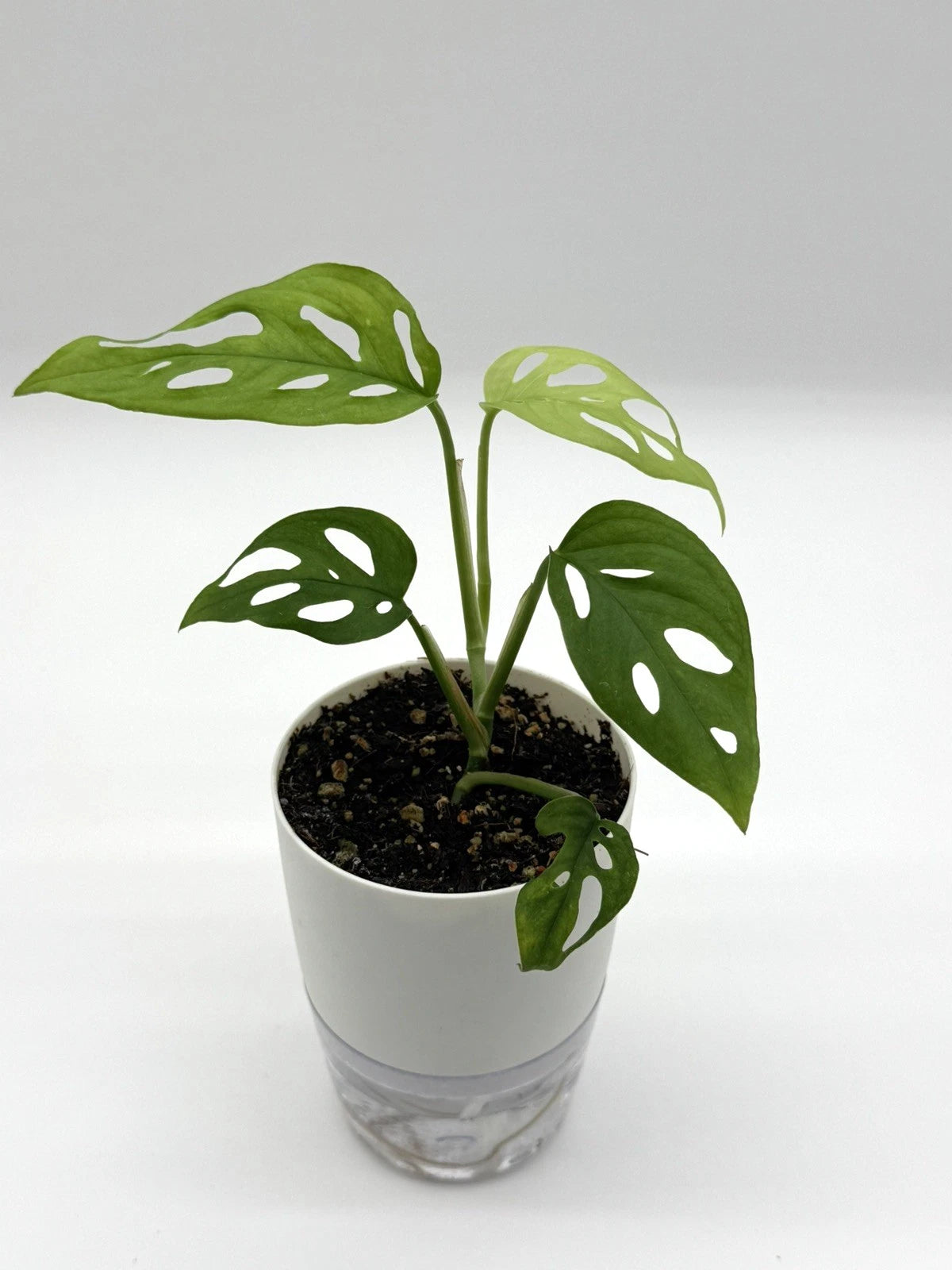 Monstera Adansonii - Swiss Cheese Plant
