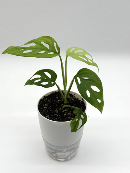 Monstera Adansonii - Swiss Cheese Plant