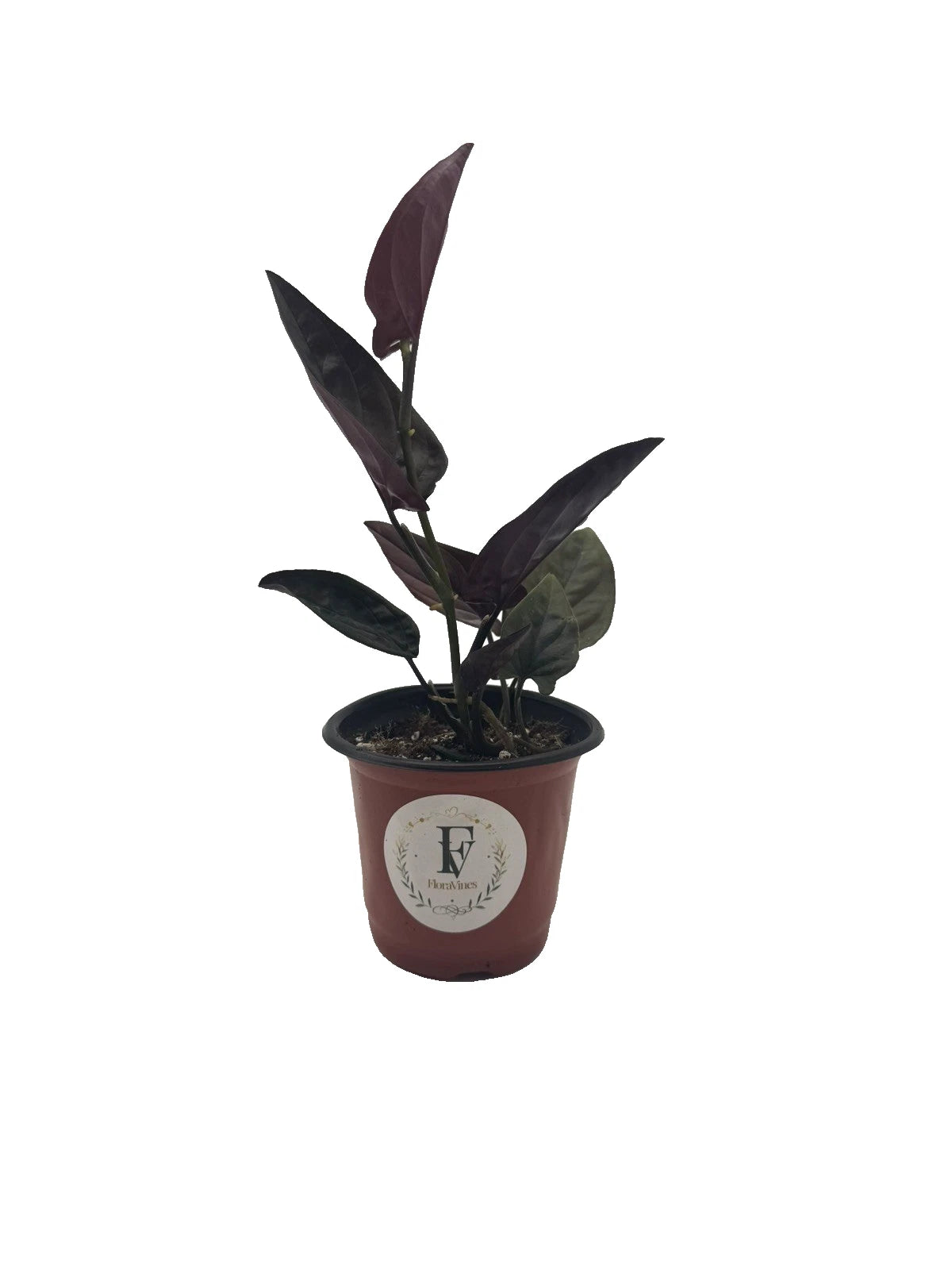 Syngonium 'Red Arrow' 4-Inch Nursery Pot – Default Title