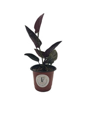 Syngonium 'Red Arrow' 4-Inch Nursery Pot – Default Title