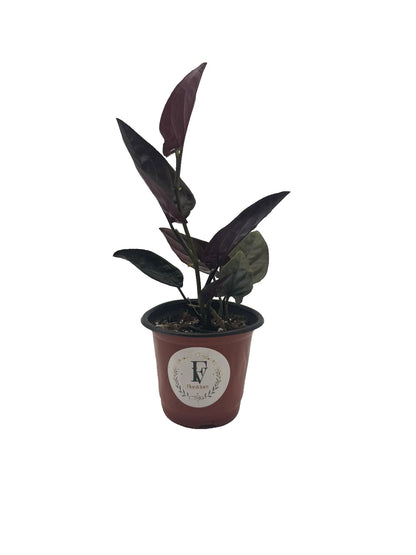 Syngonium &