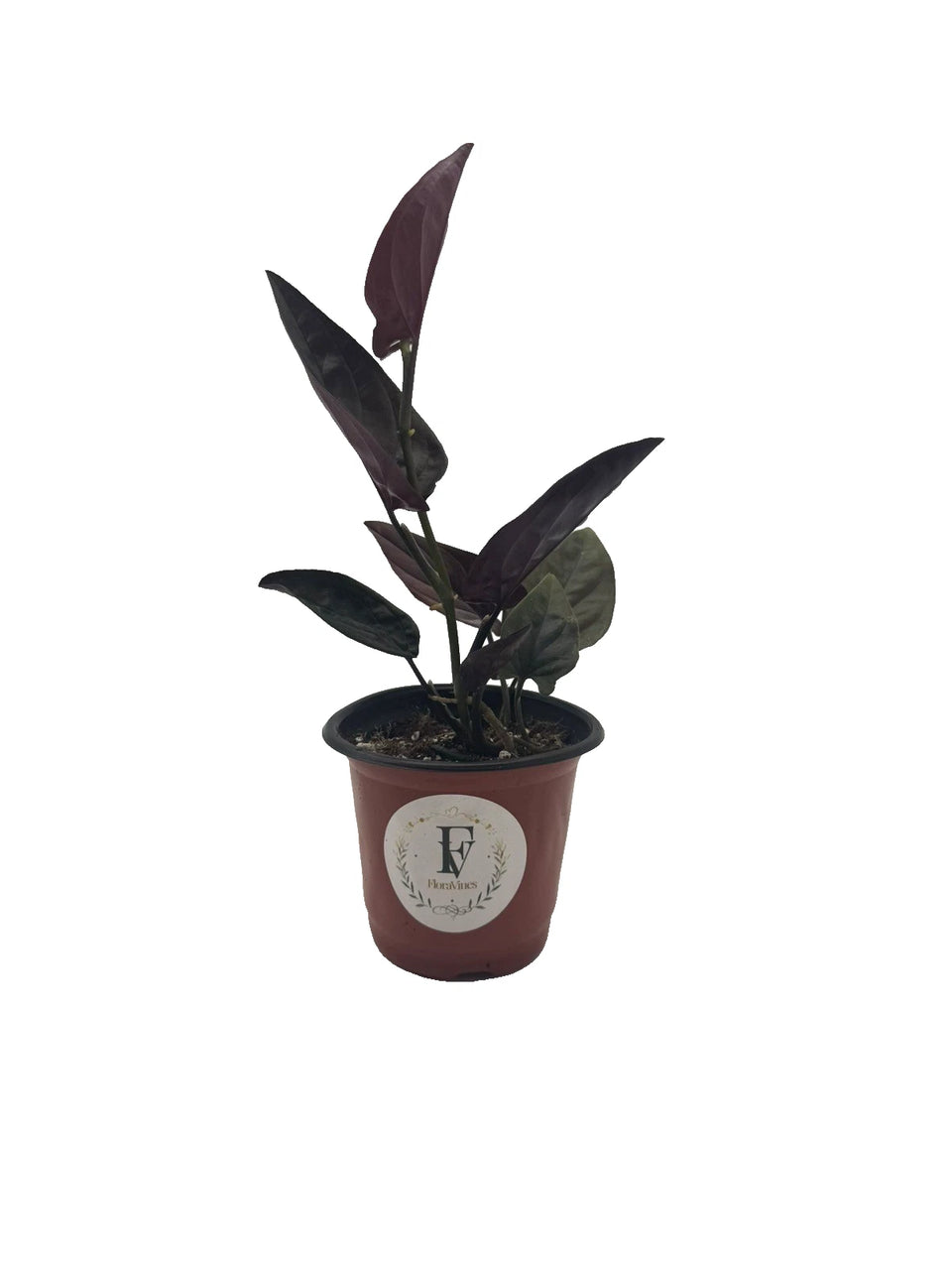 Syngonium &