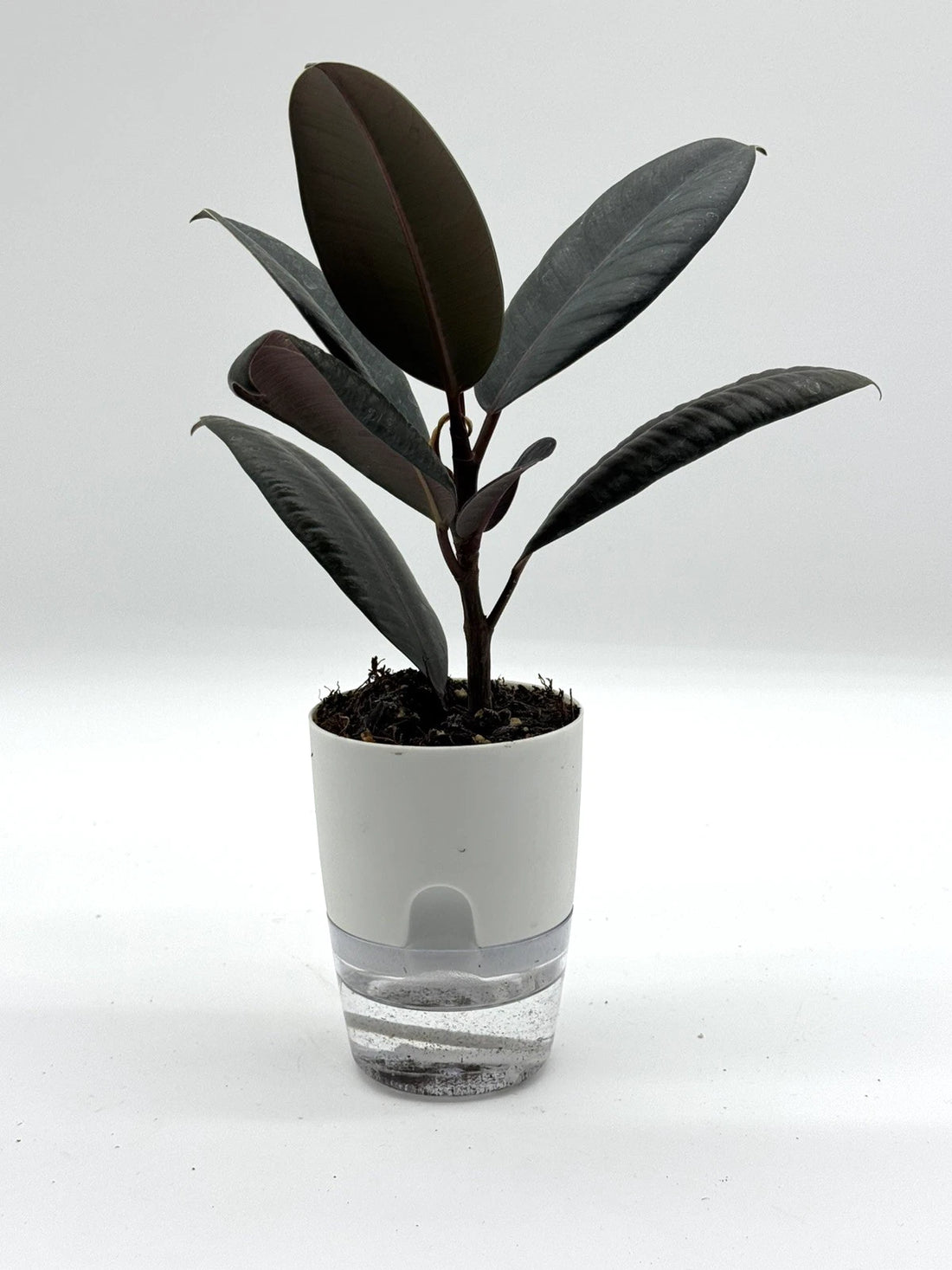 Rubber Plant in Self-Watering Pot - Ficus Elastica
