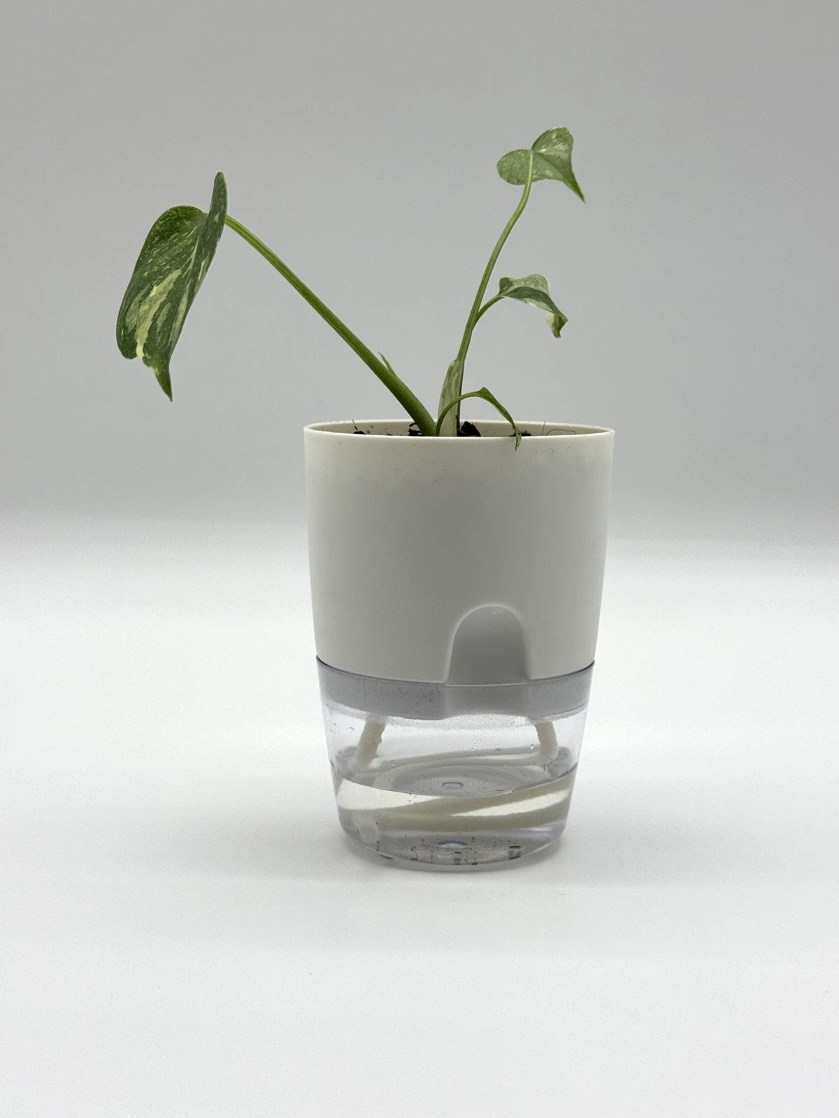Monstera Thai Constellation (4&quot; Self-Watering Pot)