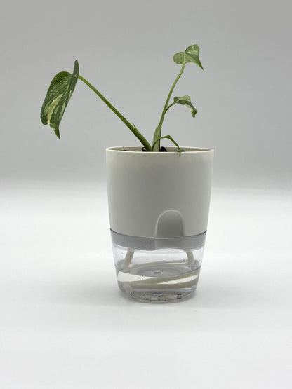Monstera Thai Constellation (4&quot; Self-Watering Pot)