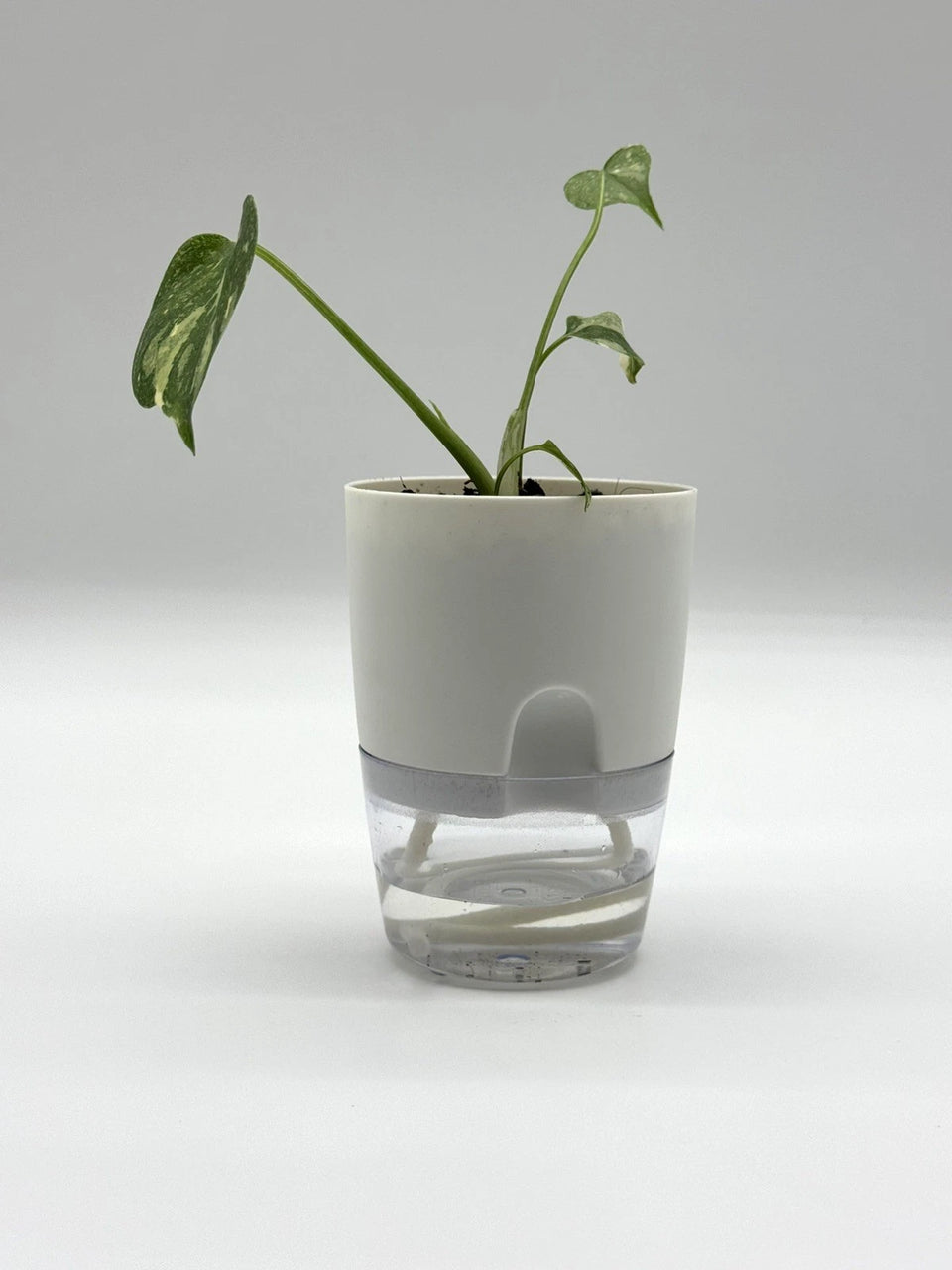 Monstera Thai Constellation (4" Self-Watering Pot) – Self-watering