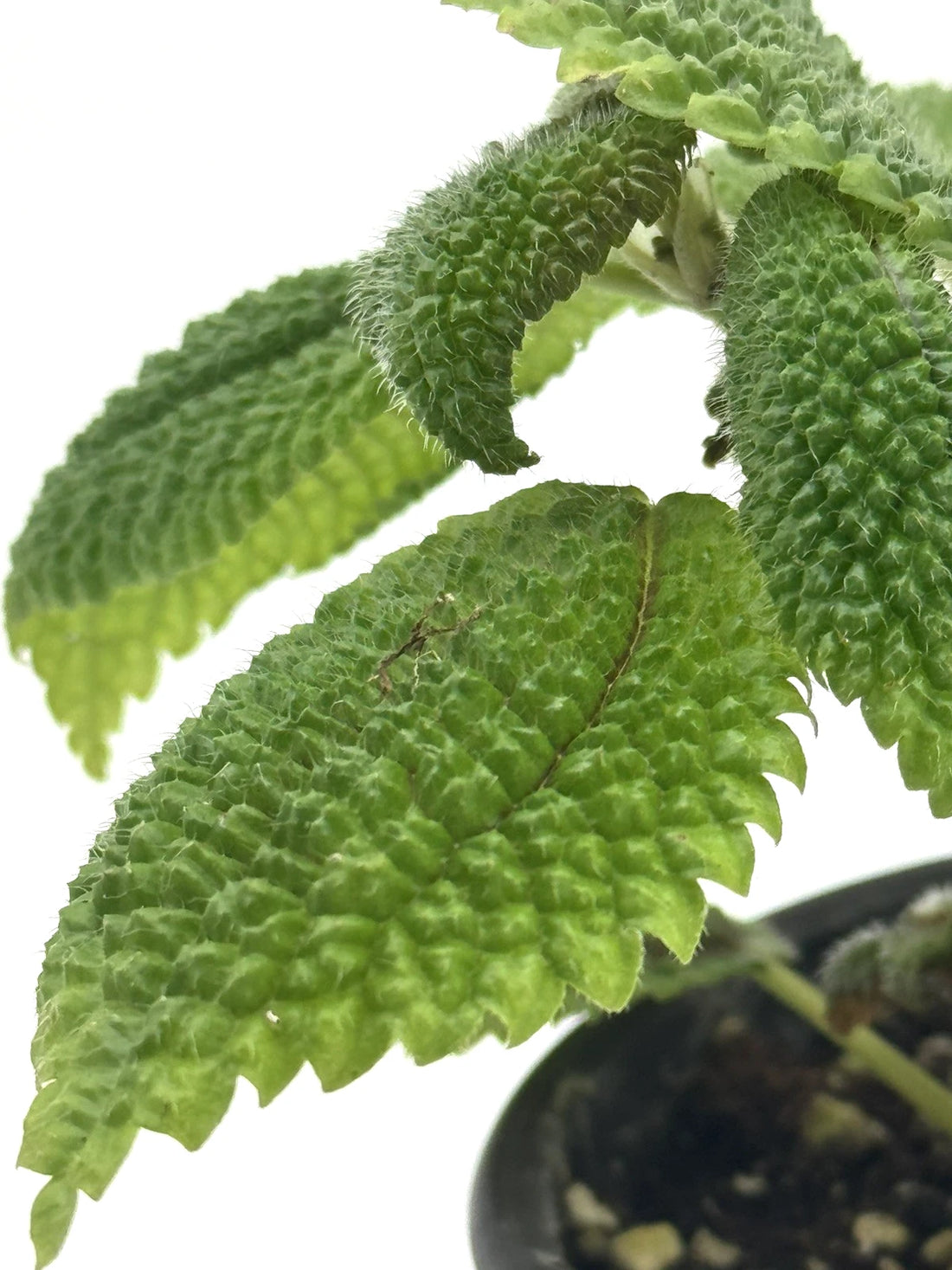 Pilea Moon Valley