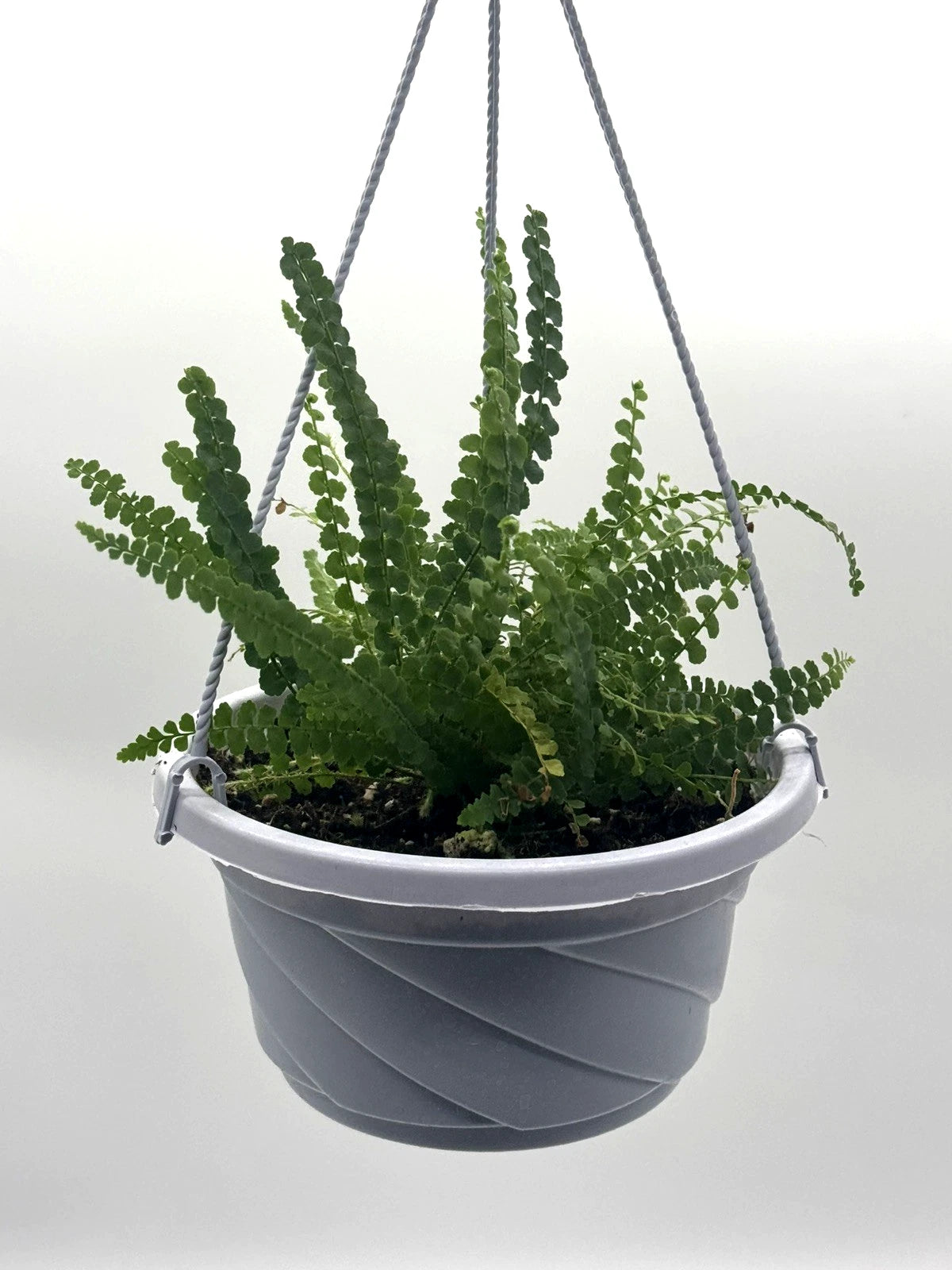 Lemon Button Fern – 5-Inch Pot – Default Title