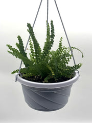 Lemon Button Fern – 5-Inch Pot – Default Title