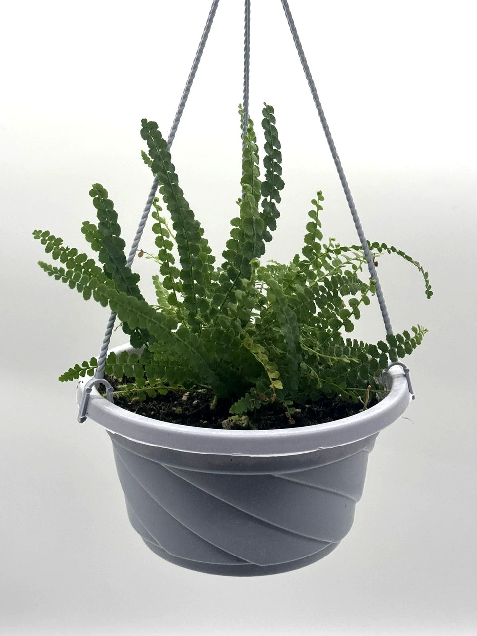 Lemon Button Fern – 5-Inch Pot – Default Title