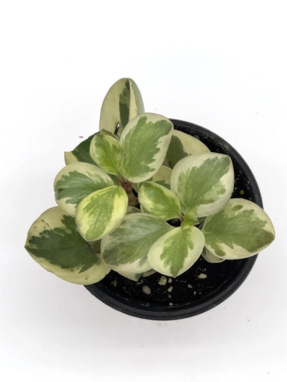 Peperomia Obtusifolia Variegated