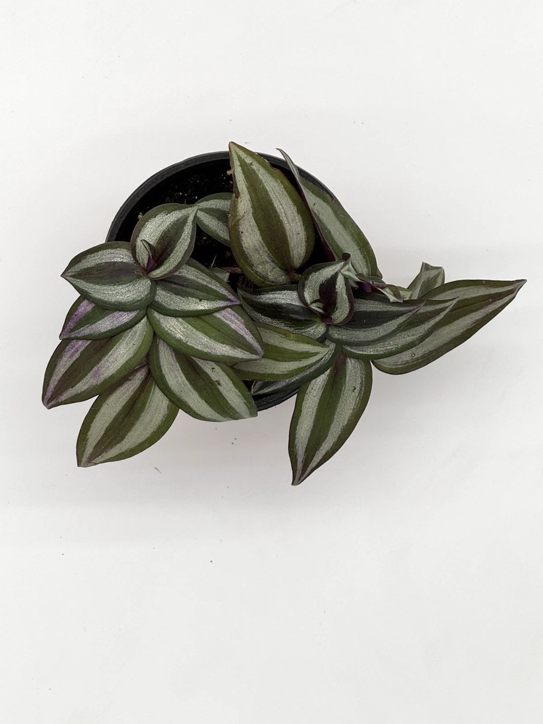 Tradescantia Zebrina