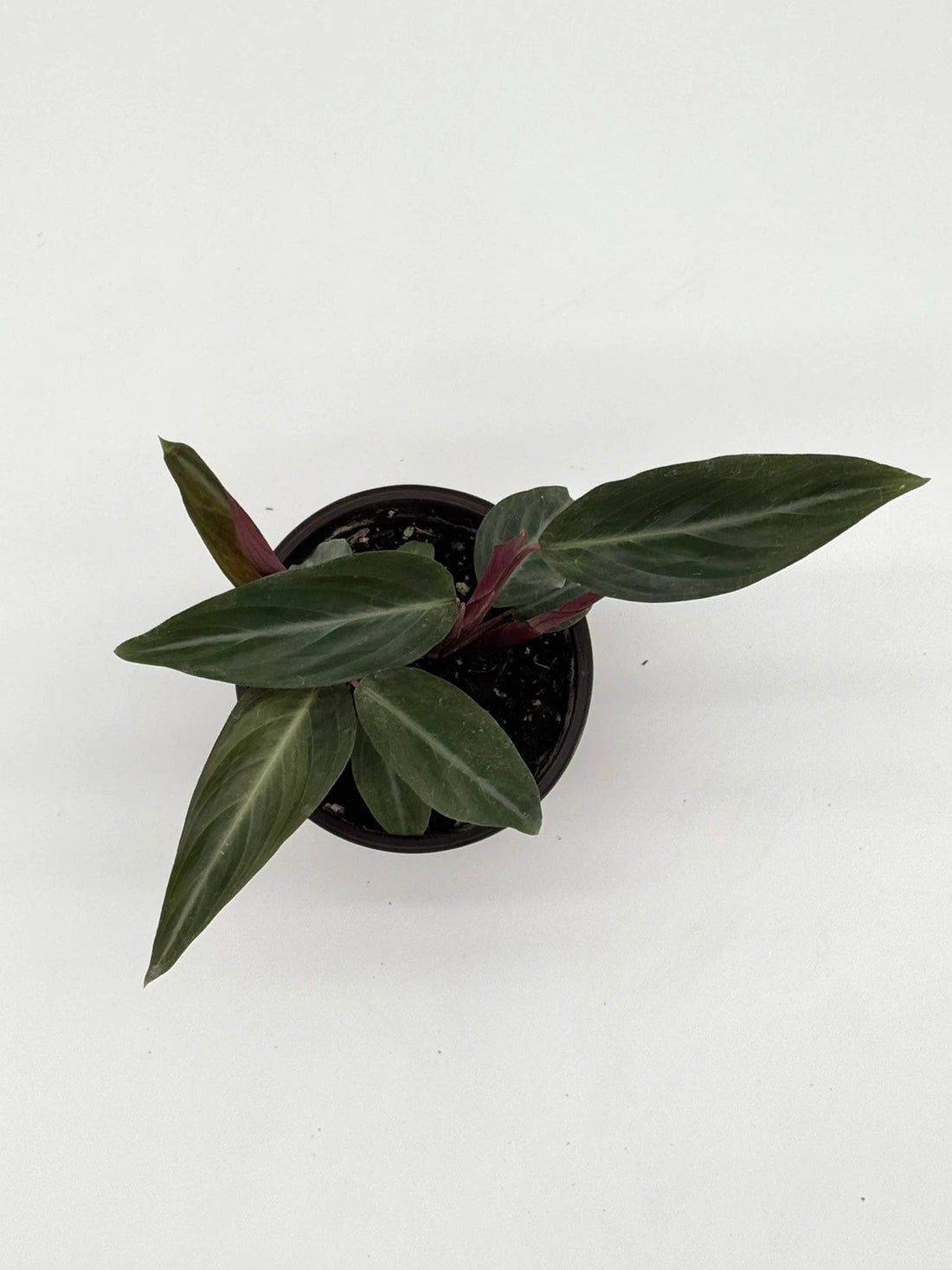 Calathea Stromanthe Sanguinea