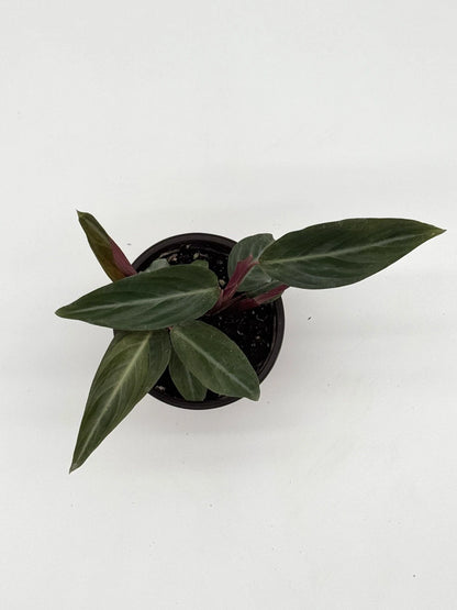Calathea Stromanthe Sanguinea