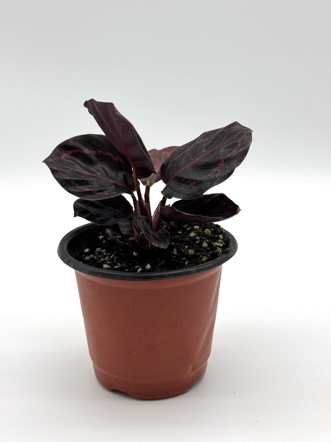 Calathea Roseopicta Dottie