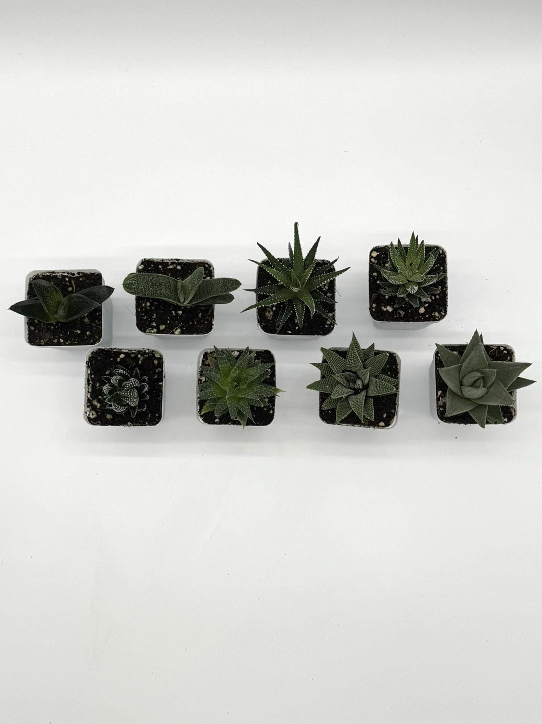 Bundle Pack - 8 Haworthia Succulent Plants
