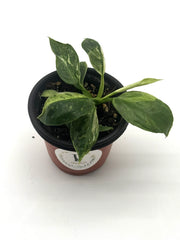 Philodendron Green Congo Marble Variegated – 4-Inch Pot