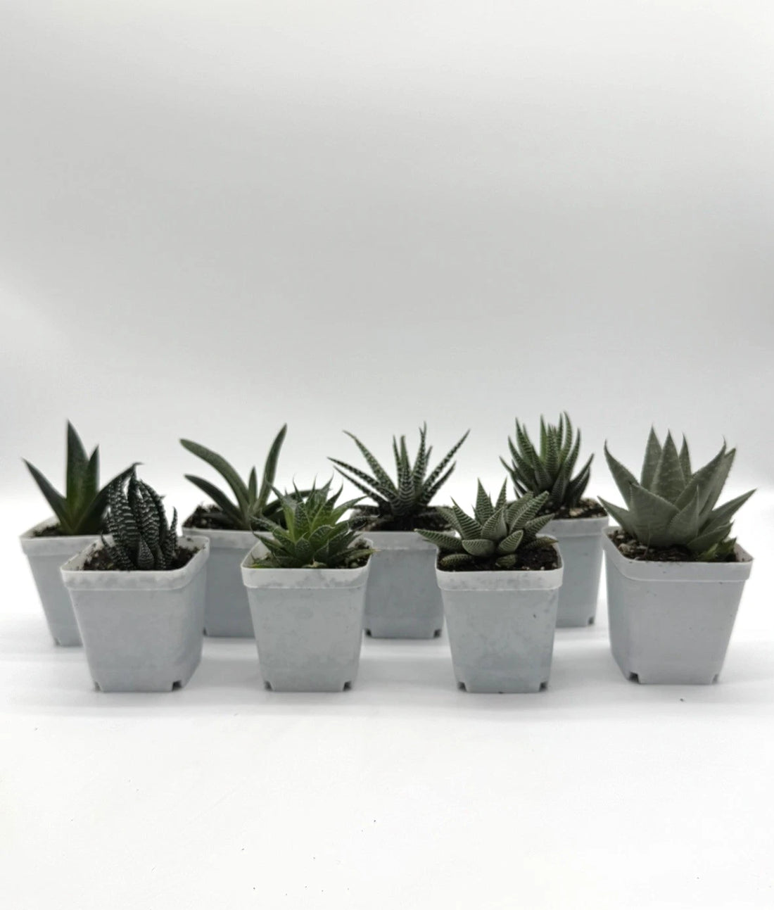Bundle Pack - 8 Haworthia Succulent Plants