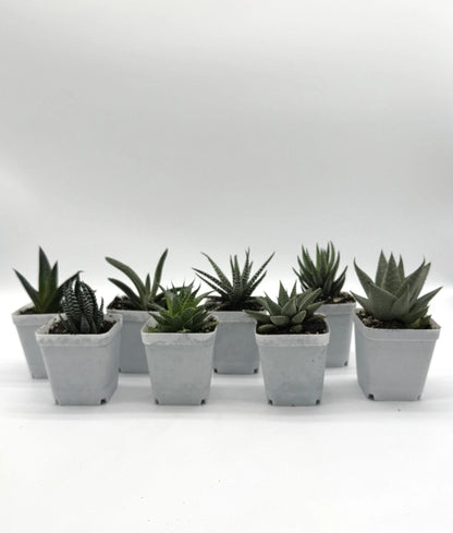 Bundle Pack - 8 Haworthia Succulent Plants