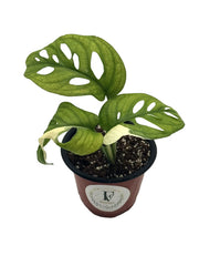 Monstera Adansonii Albo – 4" Pot