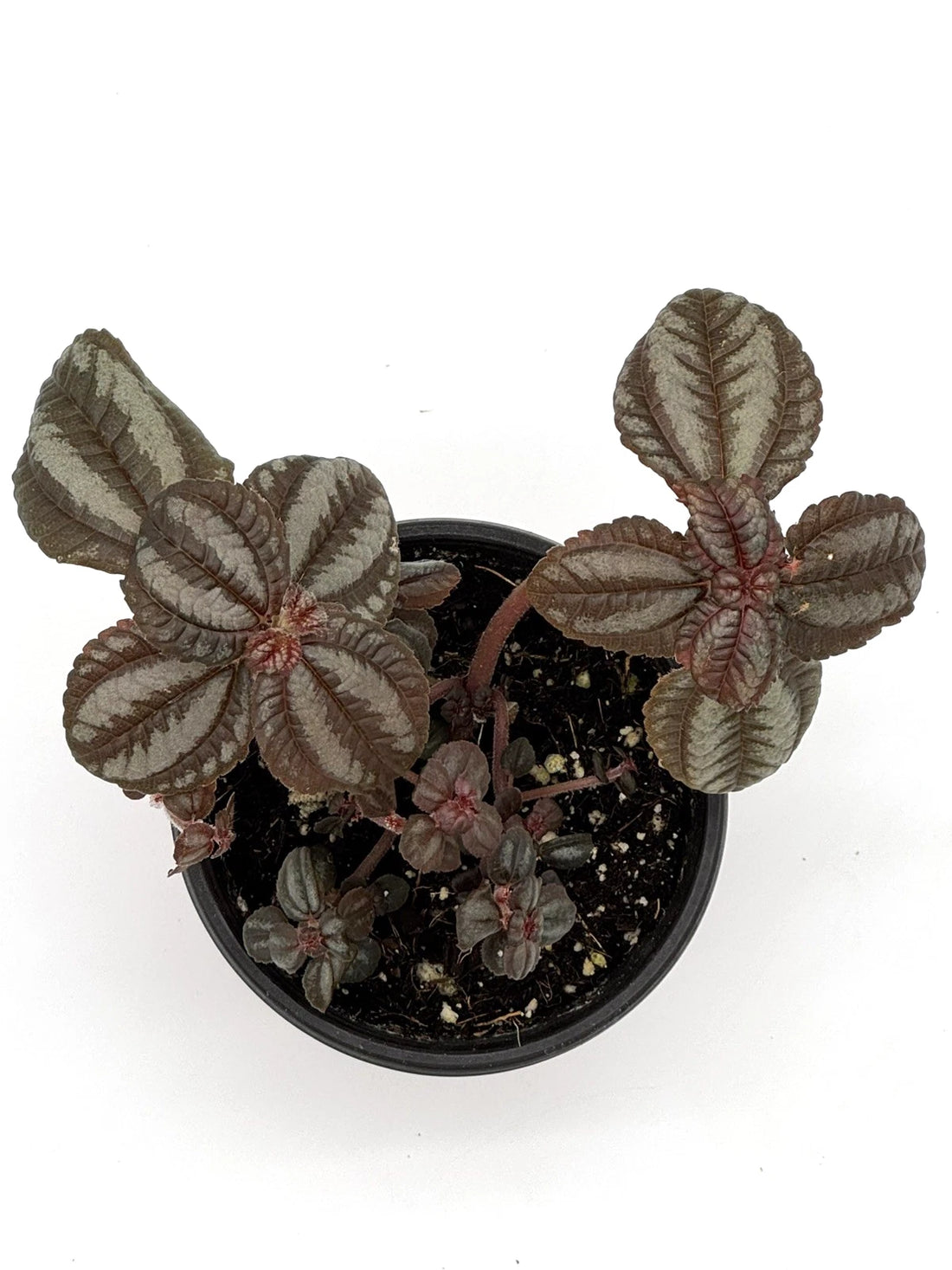 Pilea Involucrata - Friendship Plant