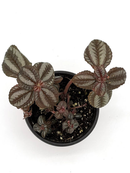 Pilea Involucrata - Friendship Plant