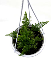 Davallia fejeensis - Rabbit's Foot Fern – 5-Inch Pot