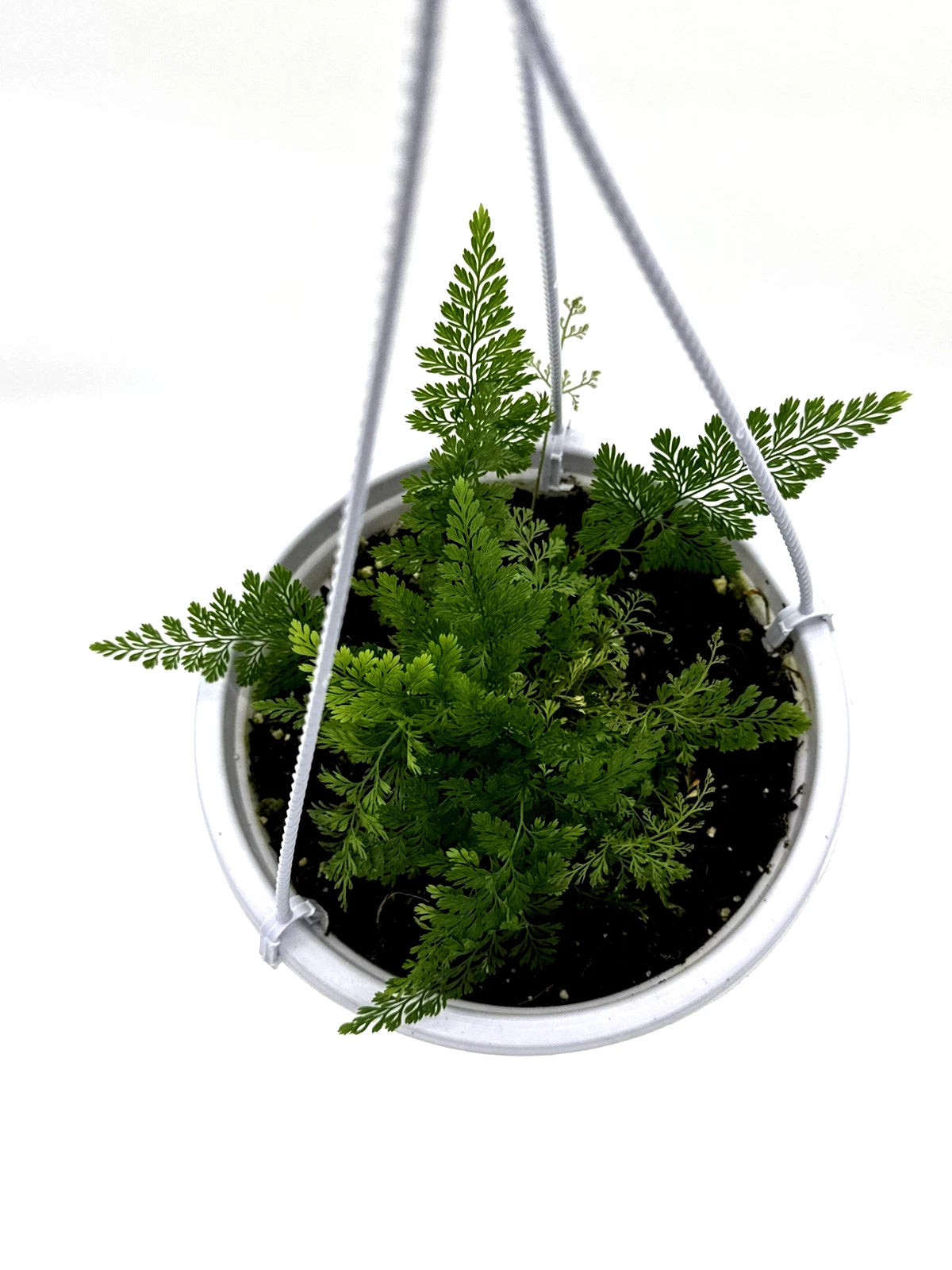 Davallia fejeensis - Rabbit&
