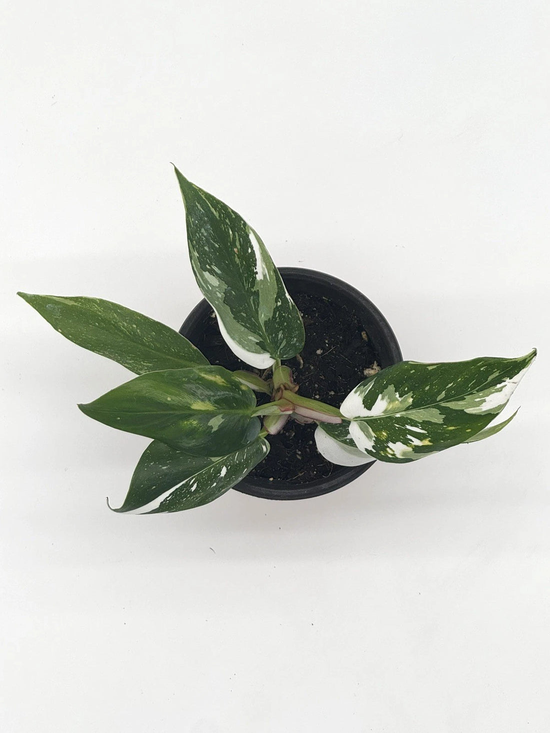 Philodendron White Princess