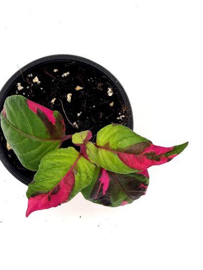 Alternanthera Party Time