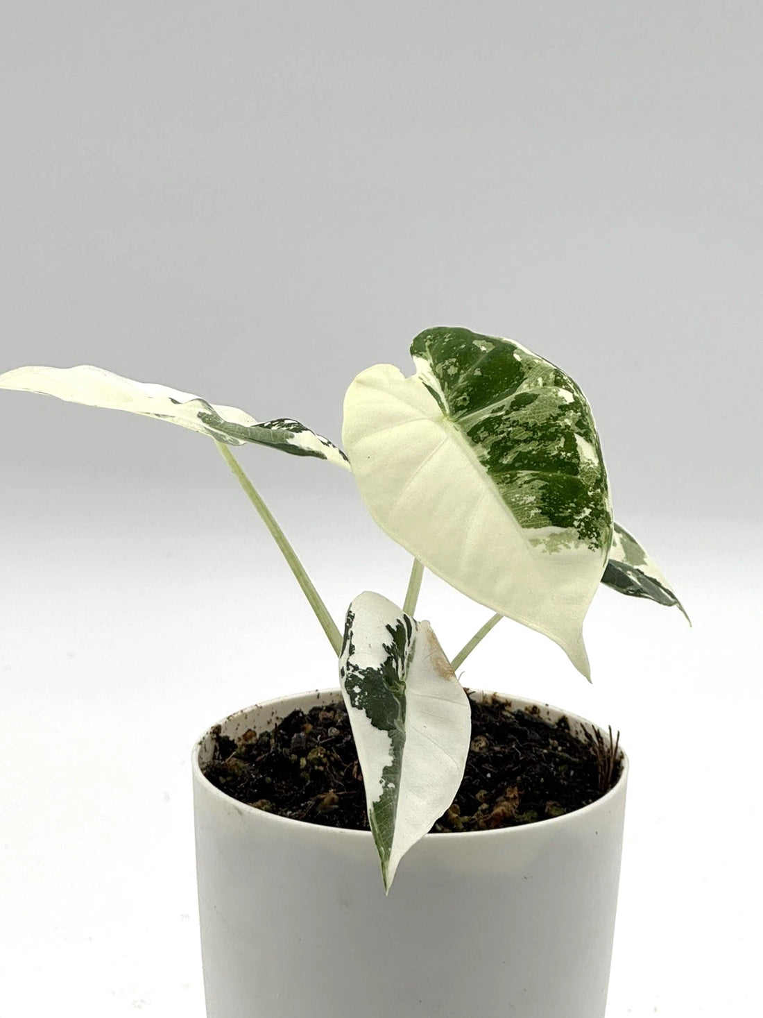 Alocasia Frydek Variegated (4&quot; Self-Watering Pot)