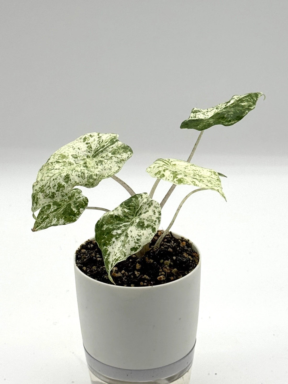 Alocasia Odora Batik (4&quot; Self-Watering Pot)