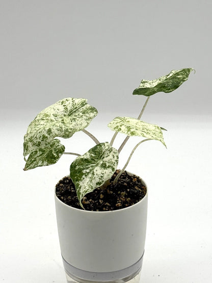 Alocasia Odora Batik (4&quot; Self-Watering Pot)